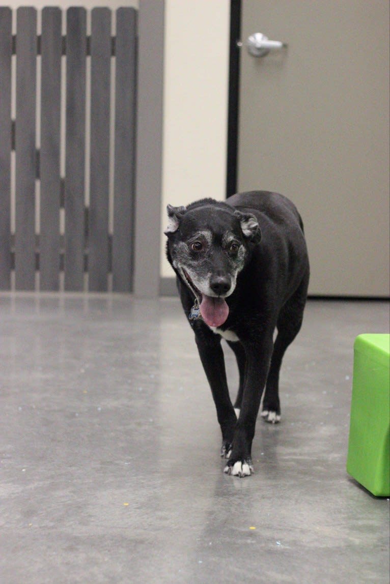 Leo, a Border Collie and American Pit Bull Terrier mix tested with EmbarkVet.com