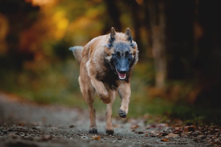 Faro, a Belgian Shepherd tested with EmbarkVet.com