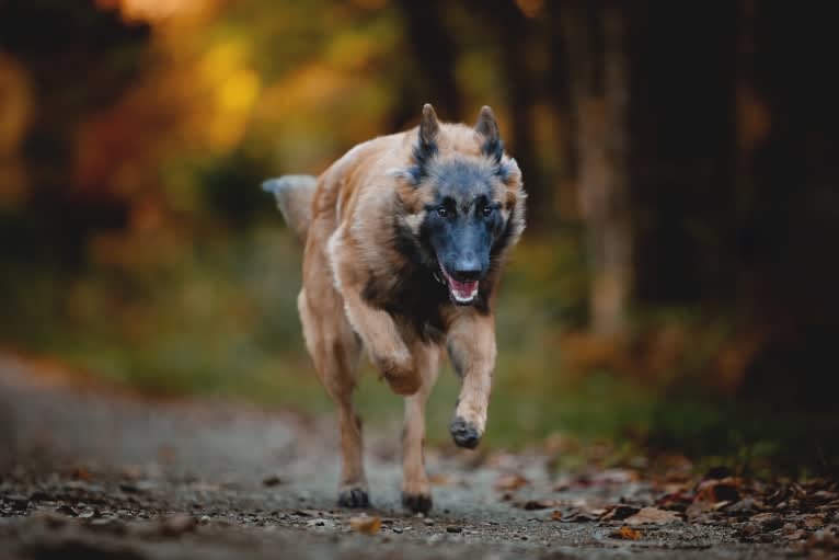 Moby Deabei, a Belgian Shepherd tested with EmbarkVet.com