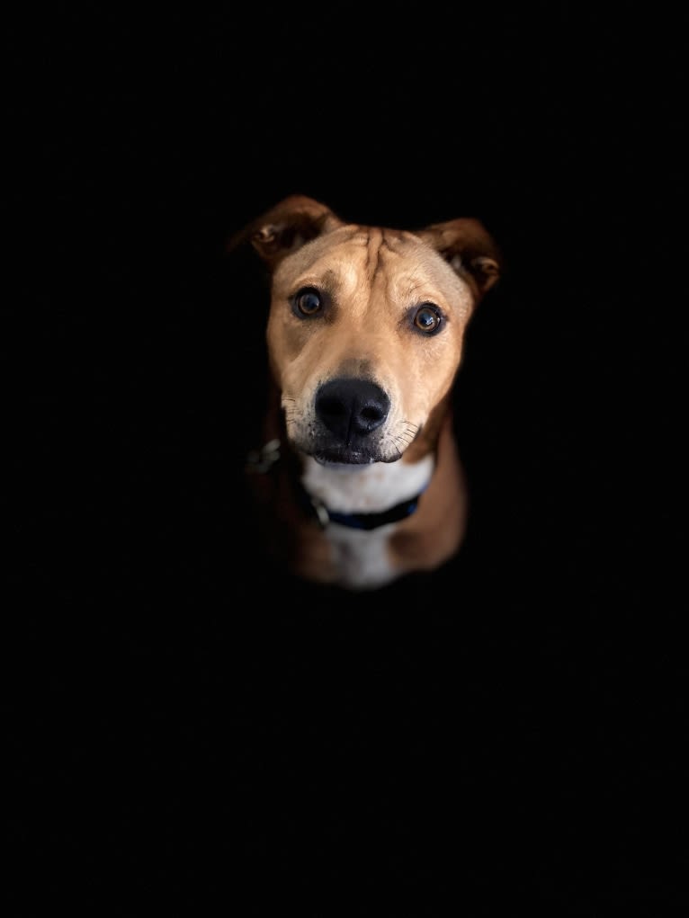 Everest, an American Pit Bull Terrier and Chow Chow mix tested with EmbarkVet.com