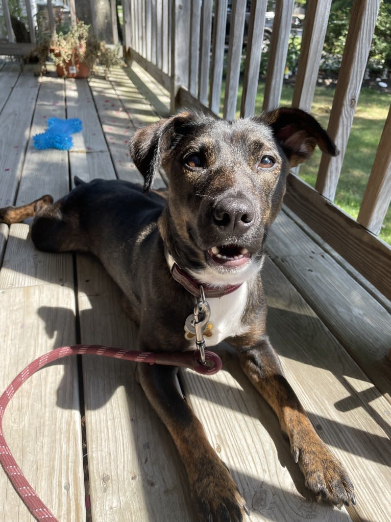 Charlie, an American Pit Bull Terrier and American Staffordshire Terrier mix tested with EmbarkVet.com