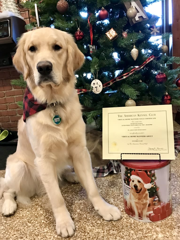 Totty, a Golden Retriever tested with EmbarkVet.com