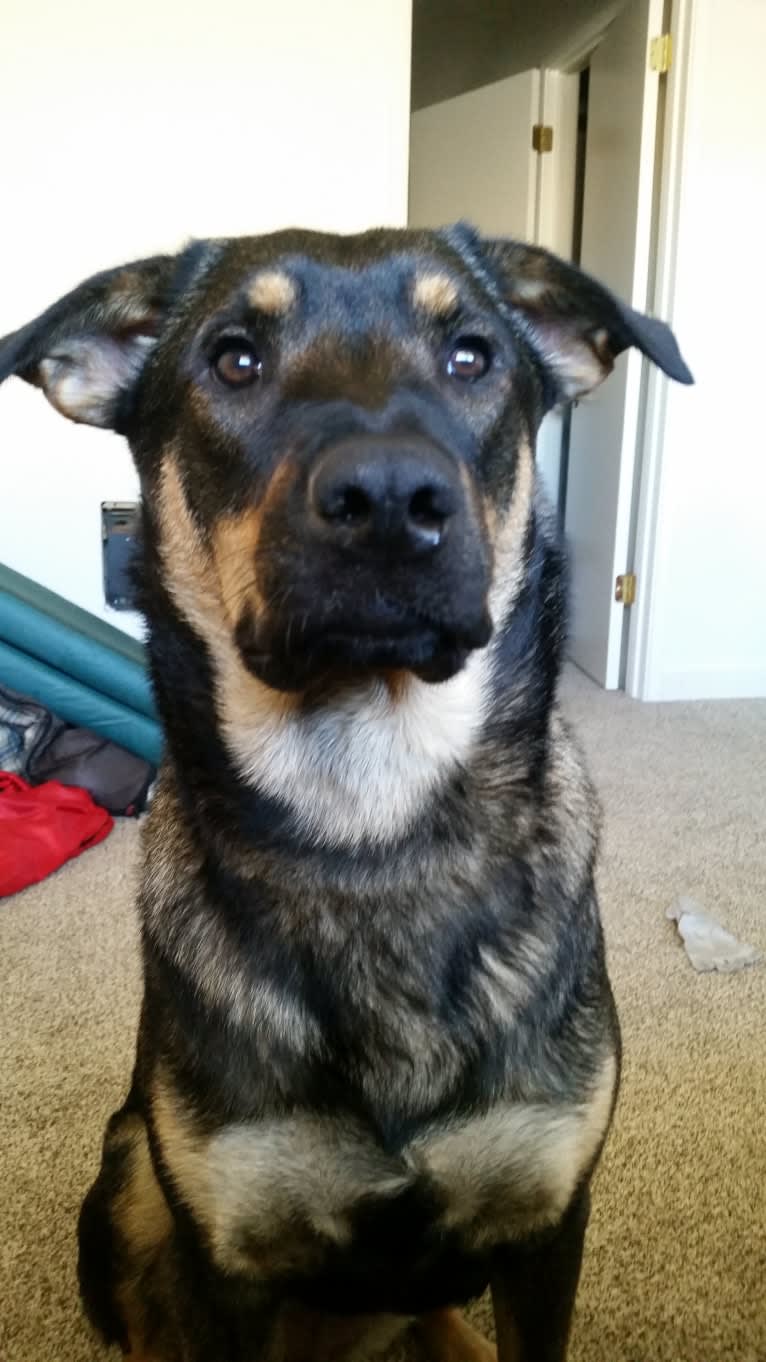 Wendy, a Rottweiler and Belgian Malinois mix tested with EmbarkVet.com