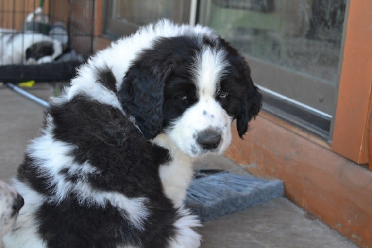 Avinoam, a Pyrenean Mastiff tested with EmbarkVet.com