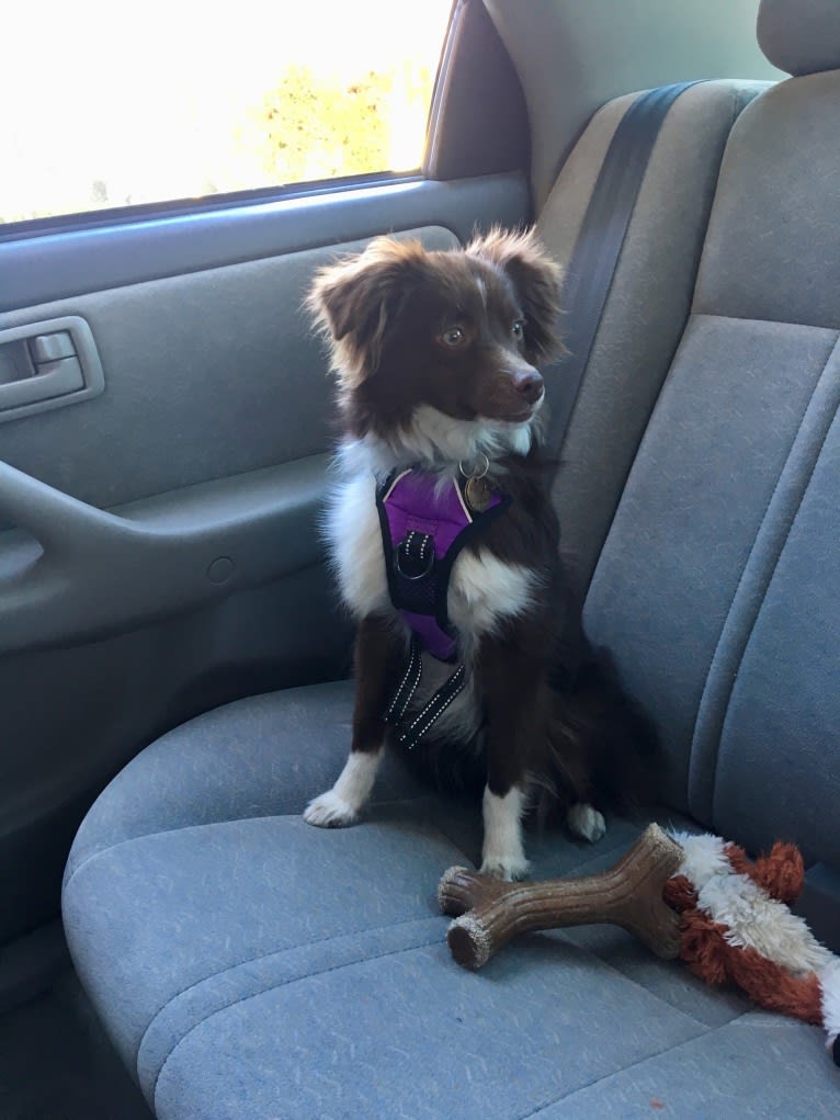 Odin, an Australian Shepherd tested with EmbarkVet.com