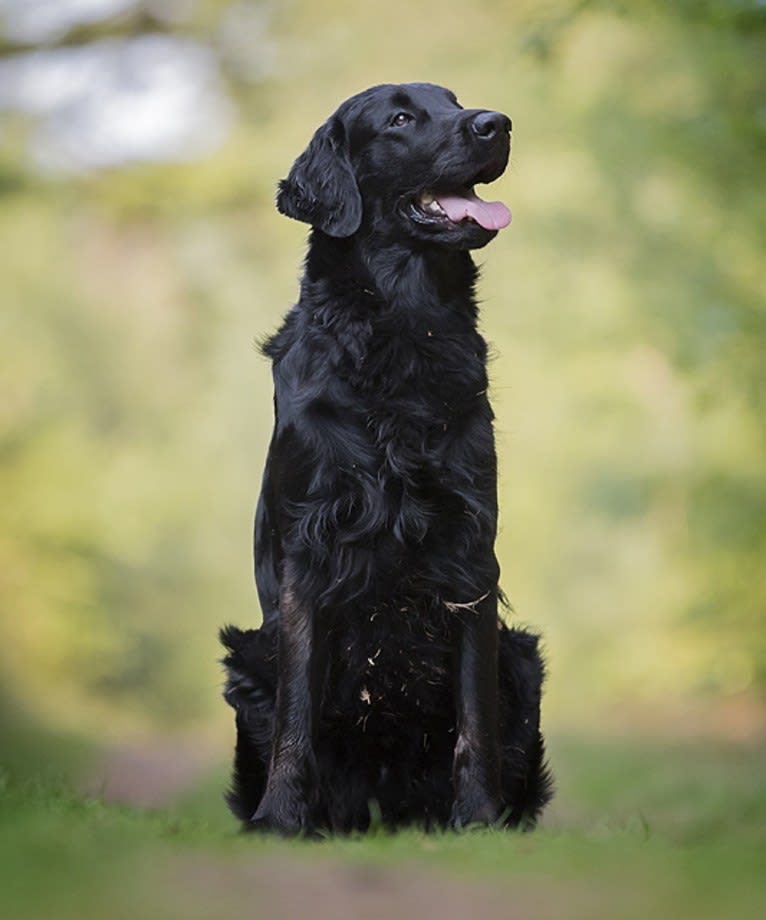 Jip, a Flat-Coated Retriever tested with EmbarkVet.com