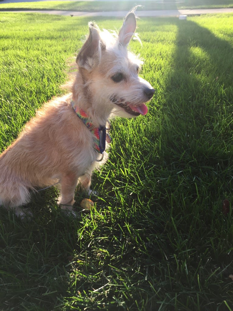 Mazie, a Rat Terrier and Miniature Schnauzer mix tested with EmbarkVet.com