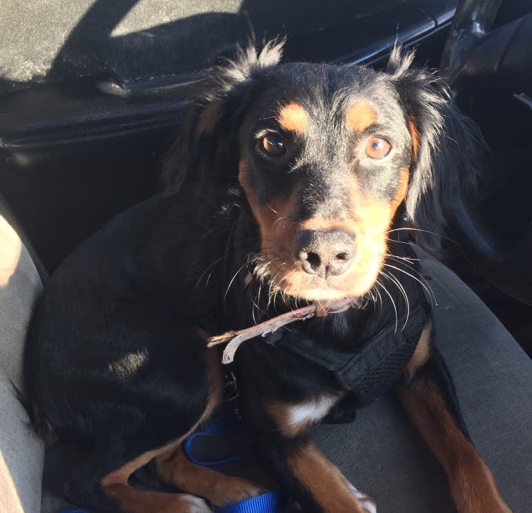 Colt, a Rat Terrier and Bluetick Coonhound mix tested with EmbarkVet.com