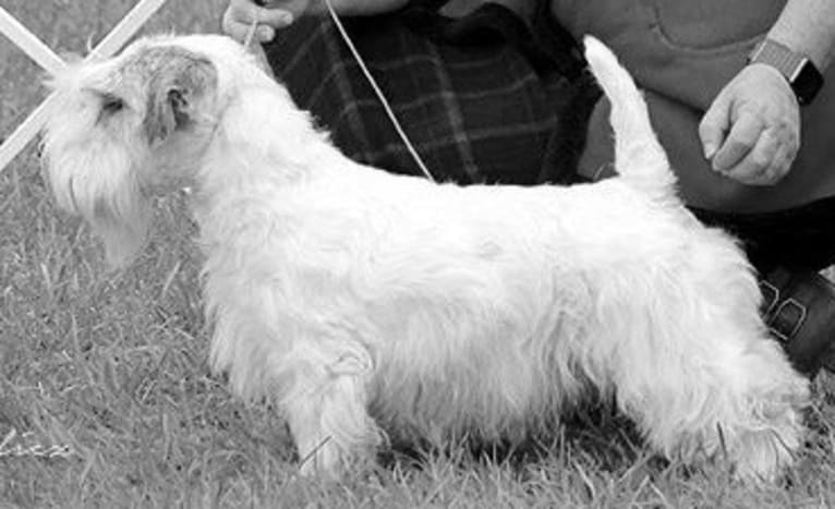 Bonnibel, a Sealyham Terrier tested with EmbarkVet.com