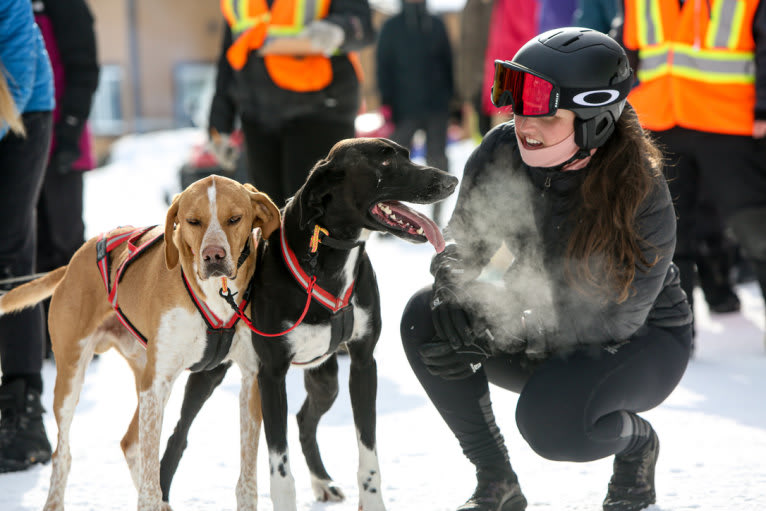 Astro Boots, an Alaskan-type Husky and German Shorthaired Pointer mix tested with EmbarkVet.com