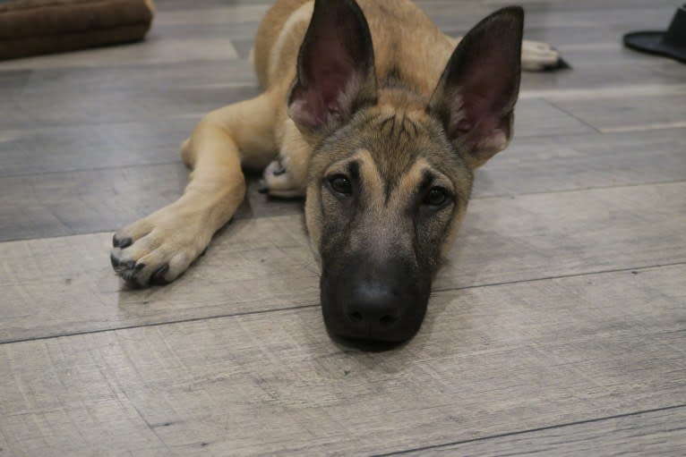 Swae Lee, a German Shepherd Dog and American Staffordshire Terrier mix tested with EmbarkVet.com
