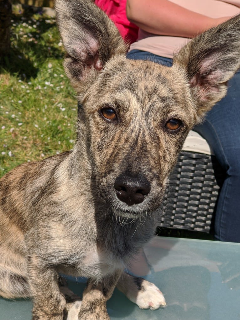 Bonnie, an Eastern European Village Dog tested with EmbarkVet.com