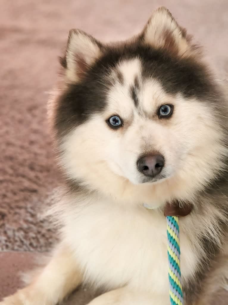 Slater, a Pomsky tested with EmbarkVet.com