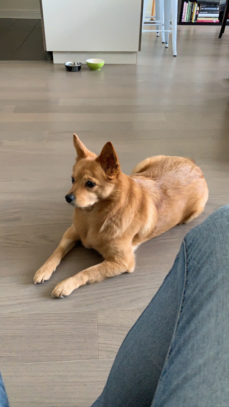 Copper, an East Asian Village Dog tested with EmbarkVet.com