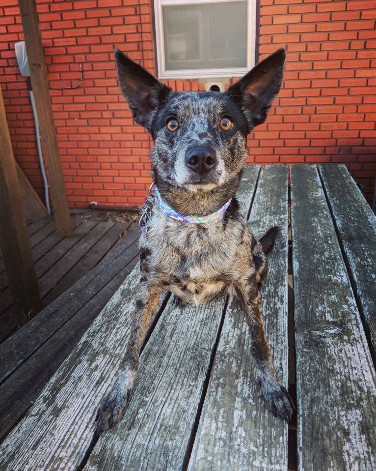 Josey, a Border Collie and Miniature/MAS-type Australian Shepherd mix tested with EmbarkVet.com