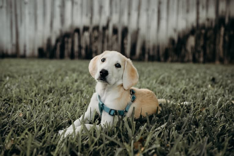 Aspen, a Bloodhound and German Shepherd Dog mix tested with EmbarkVet.com