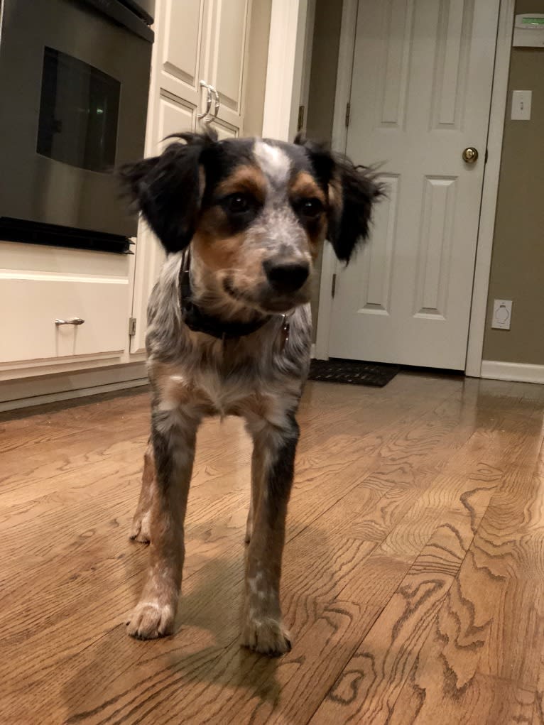 Banjo, an Australian Cattle Dog and Cocker Spaniel mix tested with EmbarkVet.com