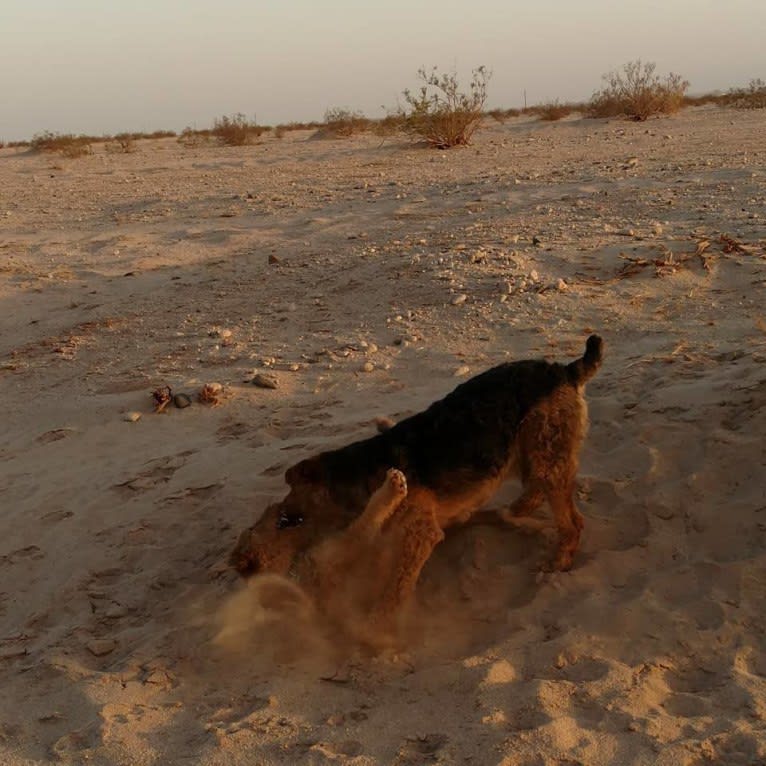 Sasha, an Airedale Terrier tested with EmbarkVet.com