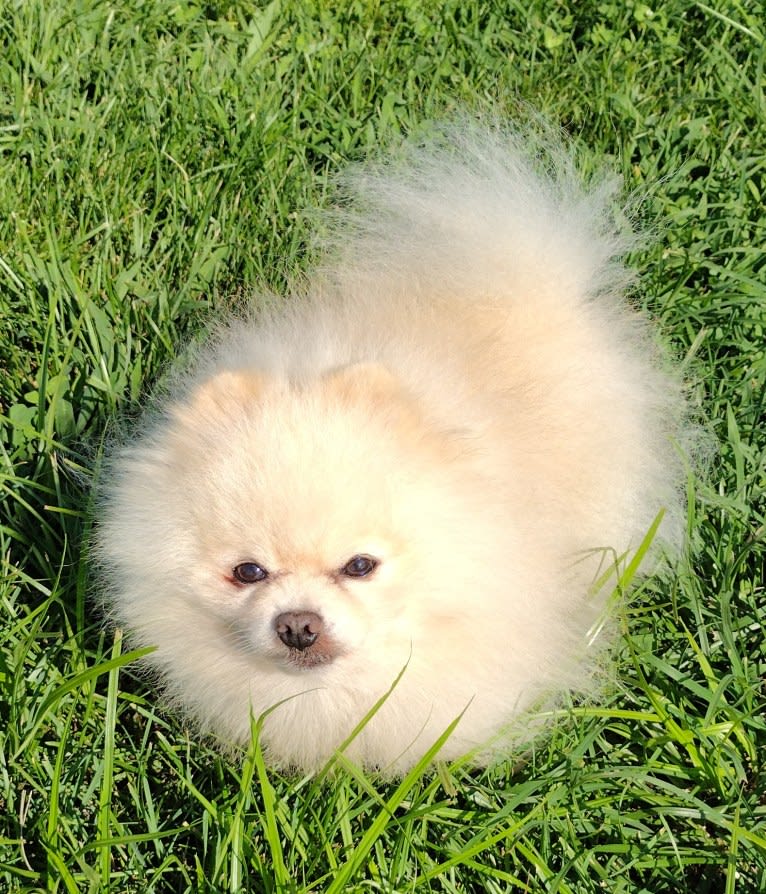 Avalanche, a Pomeranian tested with EmbarkVet.com