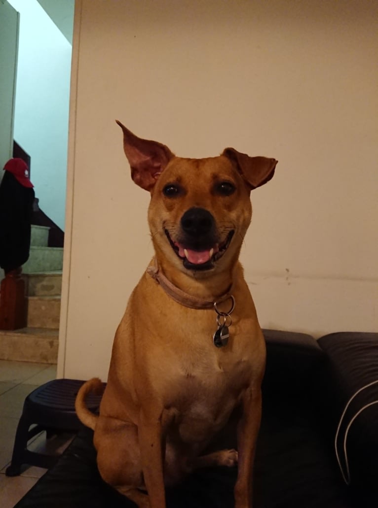 Louie, a Formosan Mountain Dog tested with EmbarkVet.com
