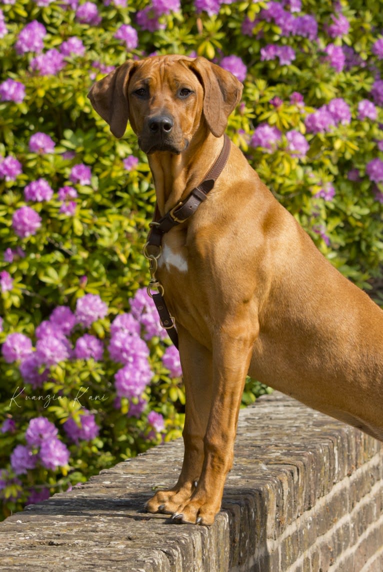 Kuanzia Kani Akilah Faith, a Rhodesian Ridgeback tested with EmbarkVet.com