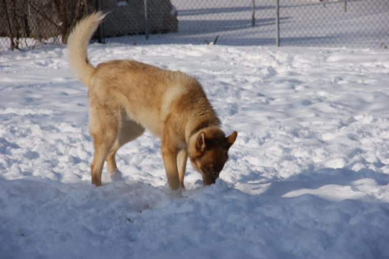 Duvel, a Gerberian Shepsky (18.8% unresolved) tested with EmbarkVet.com