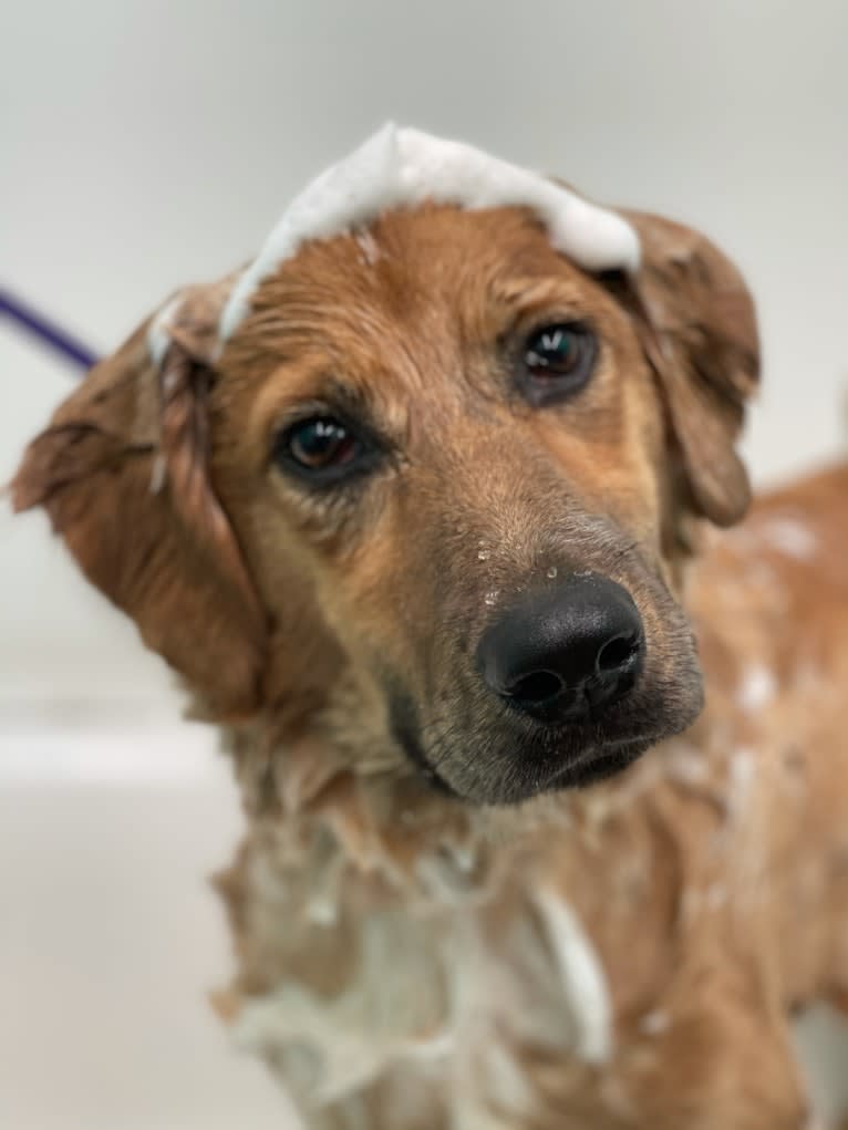 Gideon, an American Pit Bull Terrier and Great Pyrenees mix tested with EmbarkVet.com