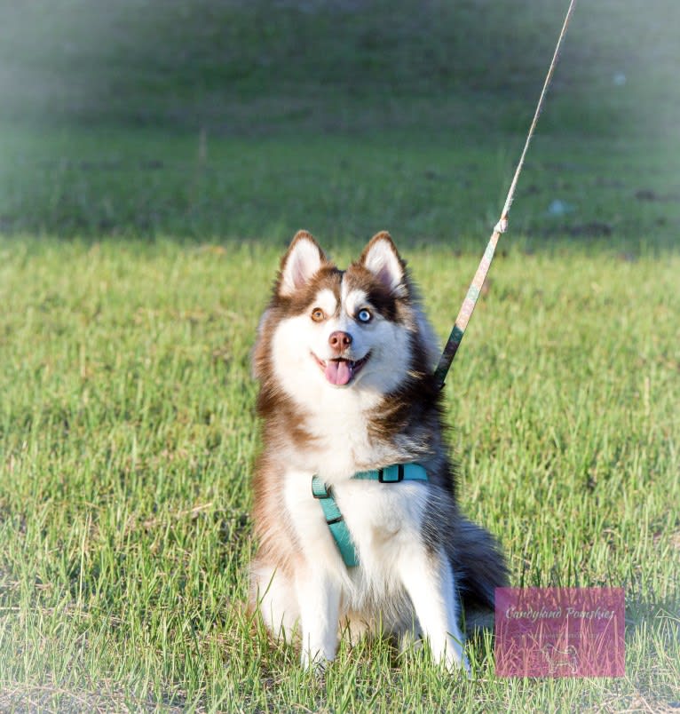 AQUILA, a Pomsky tested with EmbarkVet.com