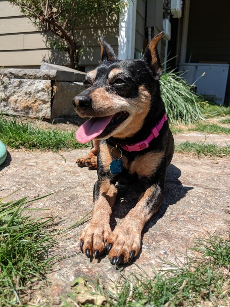 Kaidyn, a Miniature Pinscher tested with EmbarkVet.com