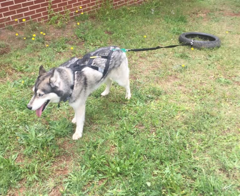 Flower, a Siberian Husky tested with EmbarkVet.com