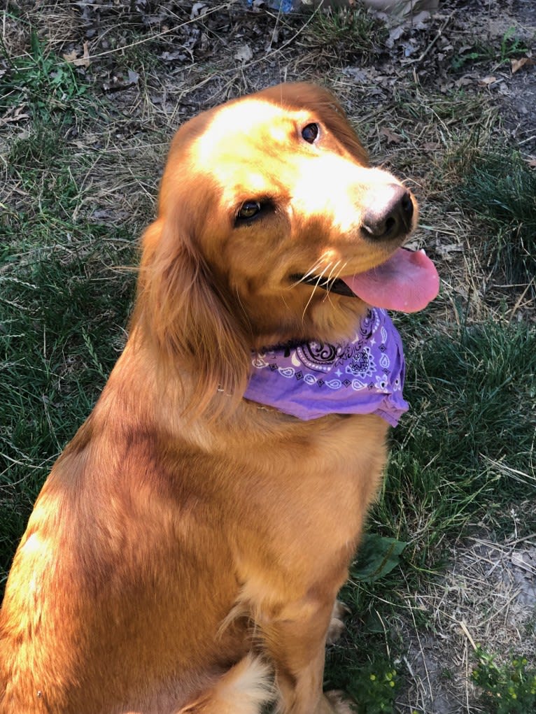 Lily, a Golden Retriever tested with EmbarkVet.com