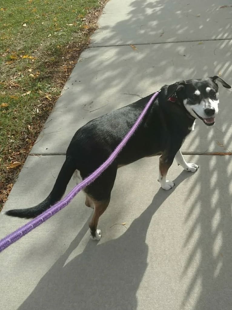 Lady, a Chow Chow and Labrador Retriever mix tested with EmbarkVet.com