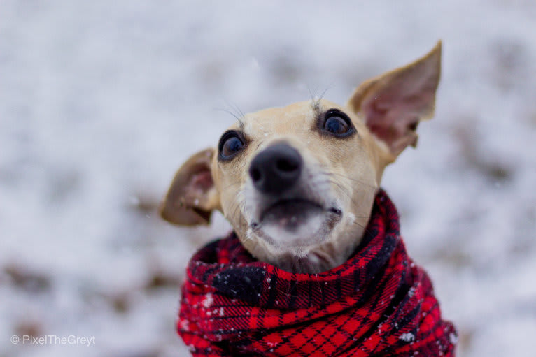 Ellie, a Whippet tested with EmbarkVet.com