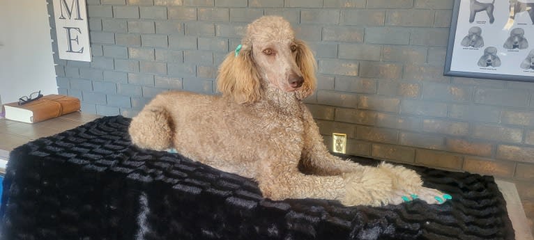 Paris, a Poodle (Standard) tested with EmbarkVet.com