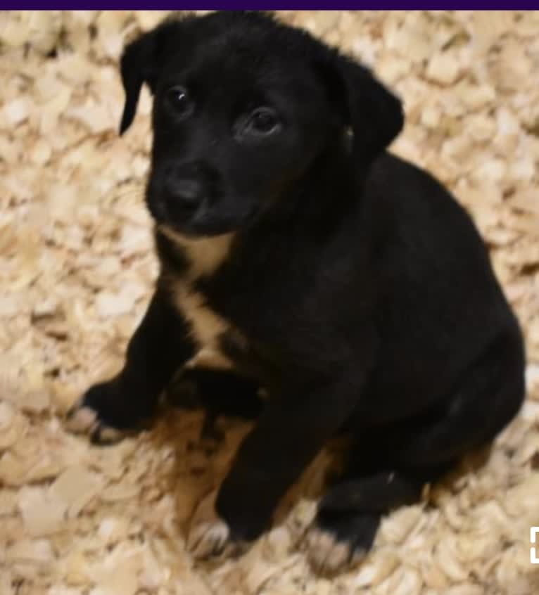 Keira Mason, an Australian Shepherd and Labrador Retriever mix tested with EmbarkVet.com