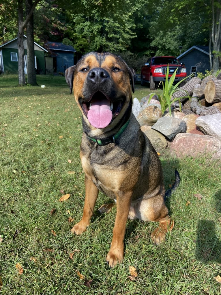 Lenny, a Rottweiler and American Pit Bull Terrier mix tested with EmbarkVet.com