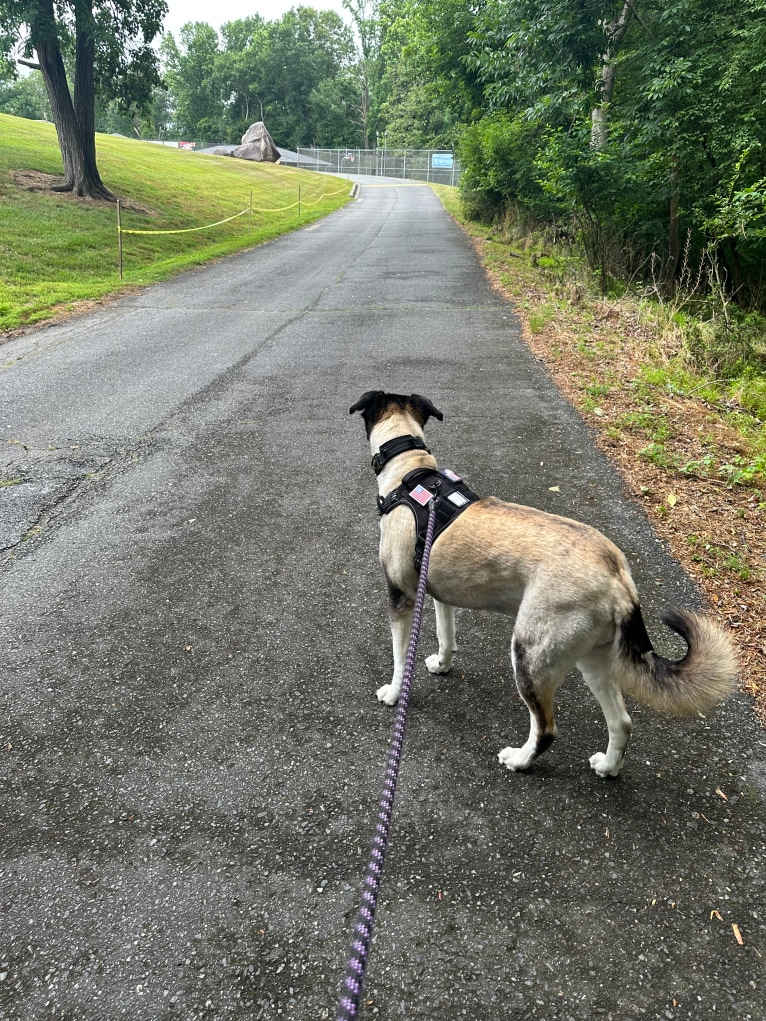Keira, an Alaskan Malamute and Siberian Husky mix tested with EmbarkVet.com