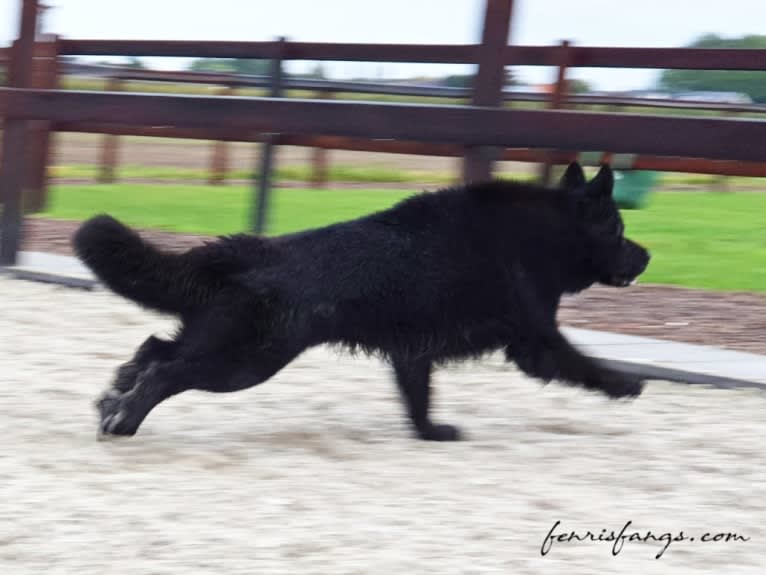 DARYUN, a German Shepherd Dog tested with EmbarkVet.com