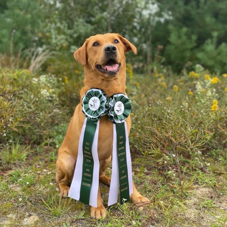 Murc, a Labrador Retriever tested with EmbarkVet.com