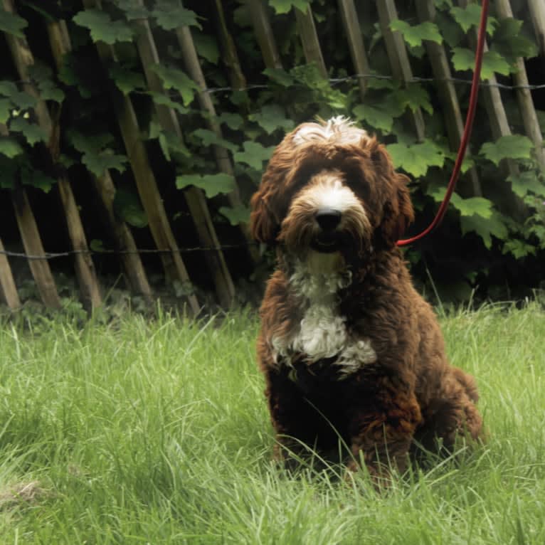 Lakewood Bordeaux, a Poodle (Small) and Poodle (Standard) mix tested with EmbarkVet.com