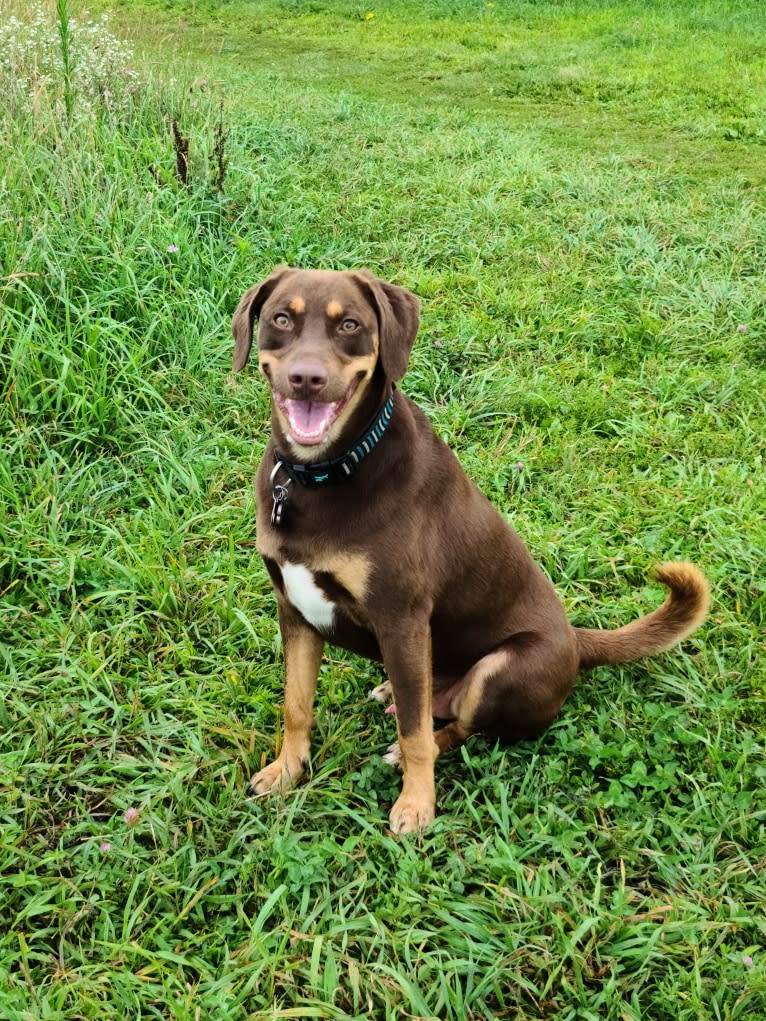 Koda, a Catahoula Leopard Dog and Basset Hound mix tested with EmbarkVet.com