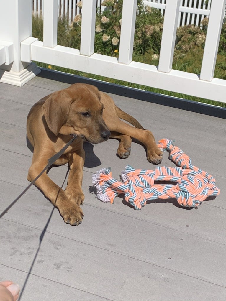 Julie, a Redbone Coonhound and Plott mix tested with EmbarkVet.com