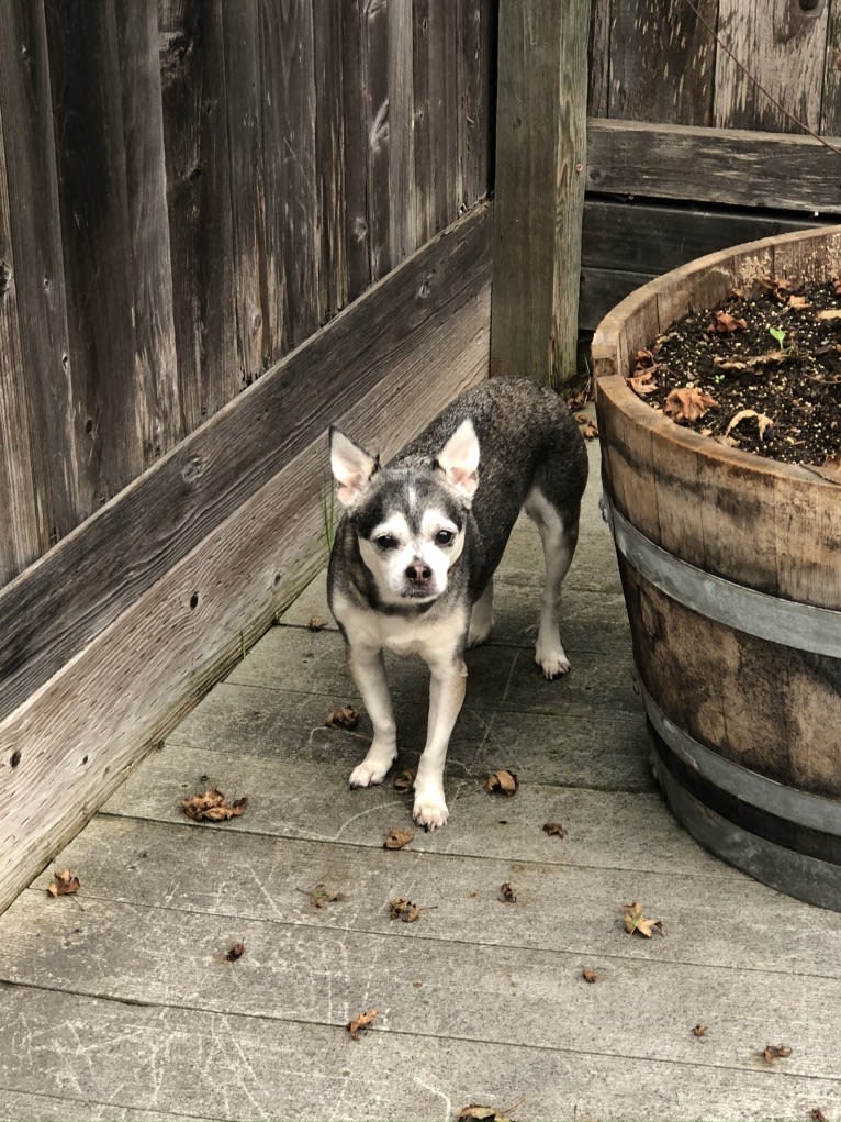 Bruce Wayne Smith, a Chihuahua and Toy Fox Terrier mix tested with EmbarkVet.com