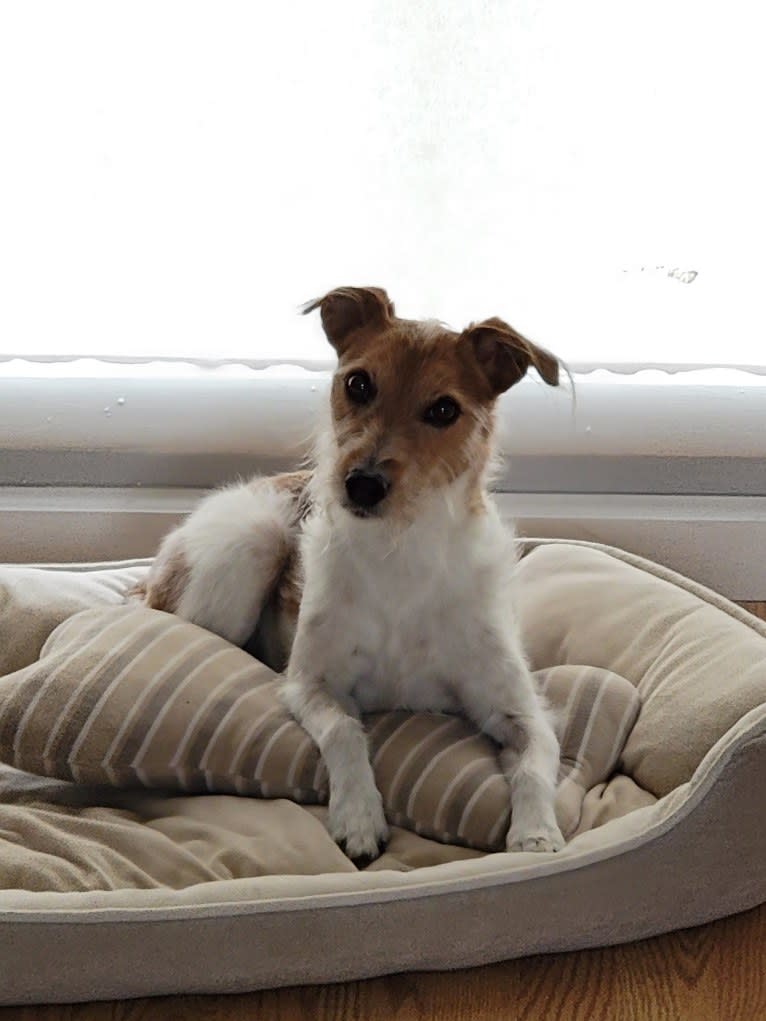 Kona, a Russell-type Terrier tested with EmbarkVet.com