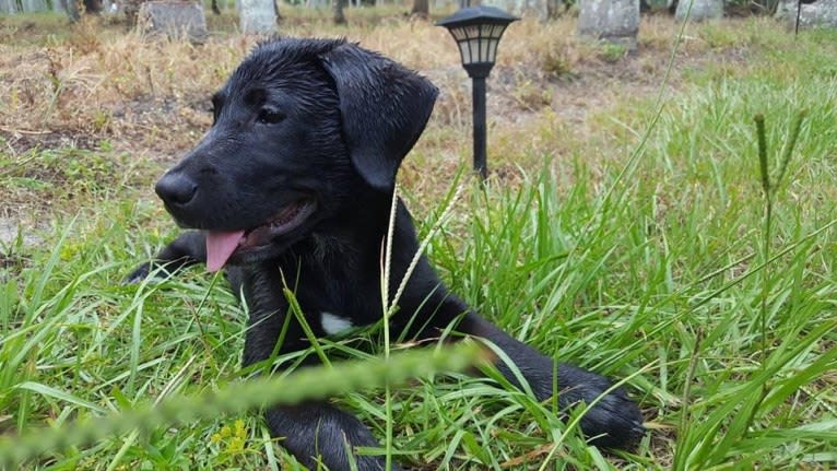 Kaida, a Labrador Retriever and Australian Shepherd mix tested with EmbarkVet.com