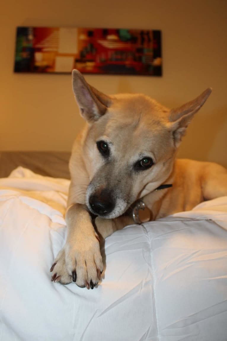 Bowzer, a Chow Chow and American Pit Bull Terrier mix tested with EmbarkVet.com