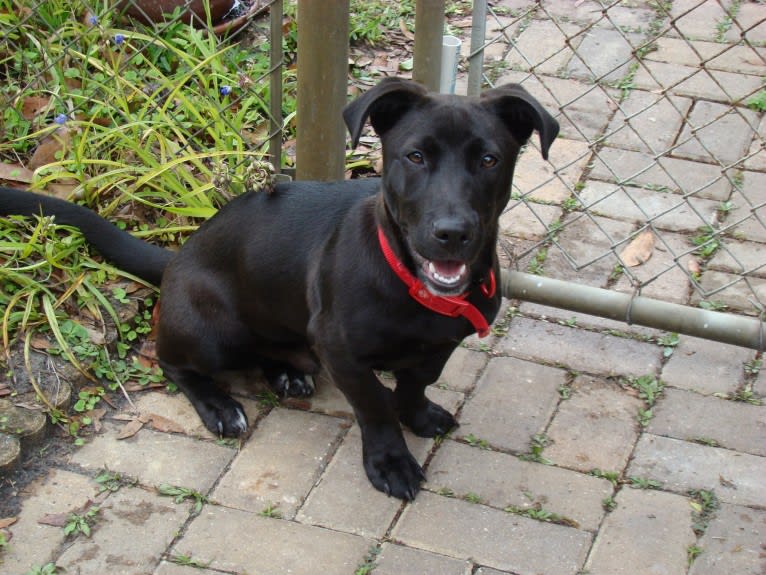 Piper, an American Pit Bull Terrier and Pembroke Welsh Corgi mix tested with EmbarkVet.com