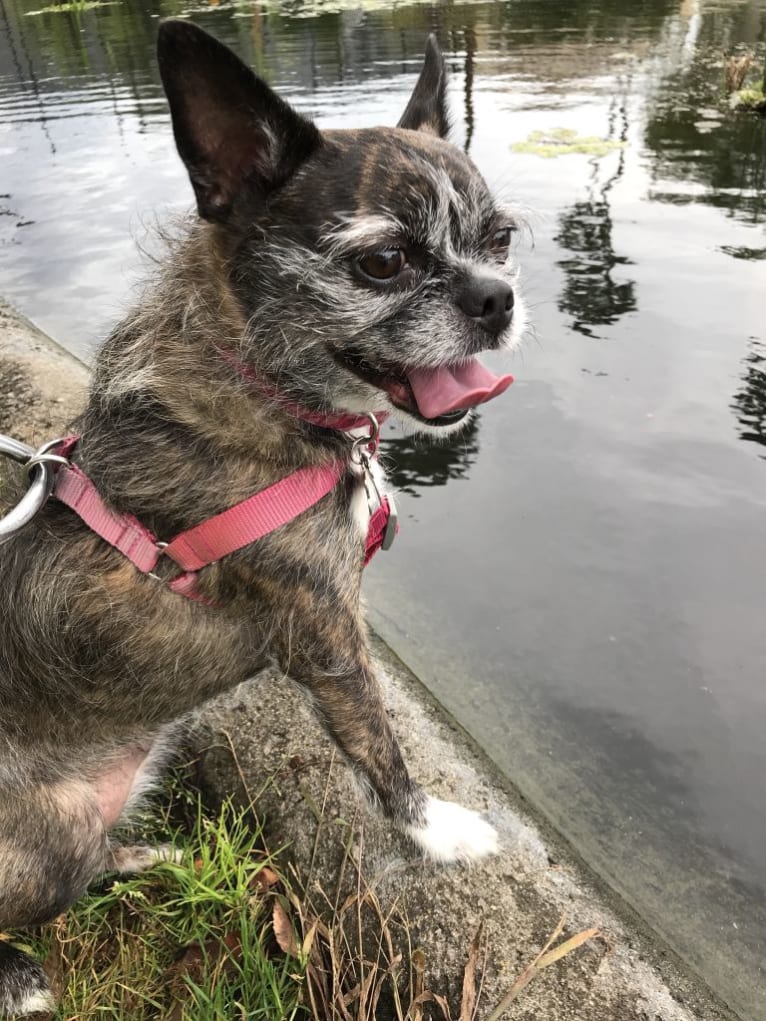 Junebug, a Boston Terrier and Shih Tzu mix tested with EmbarkVet.com