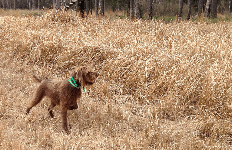 Ava, a Pudelpointer tested with EmbarkVet.com