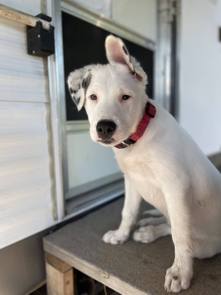 Stella, an American Pit Bull Terrier and Siberian Husky mix tested with EmbarkVet.com